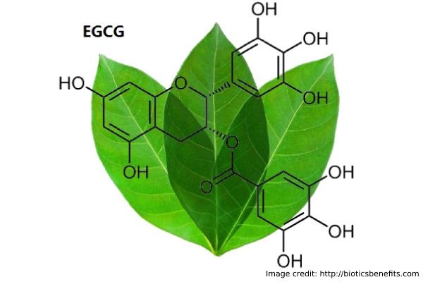 Active Ingredient EGCG